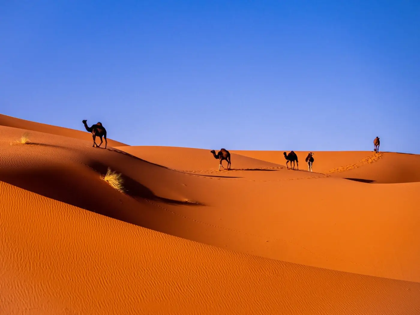 Morocco: Sahara