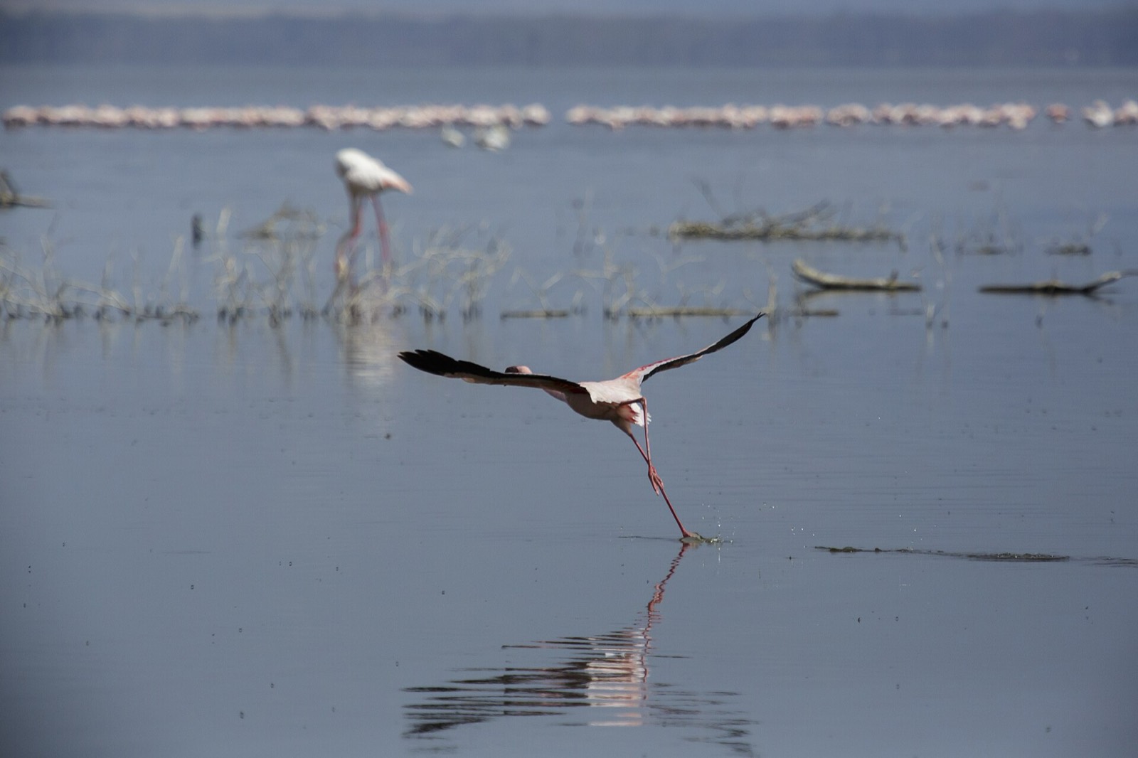 Lake Nakuru